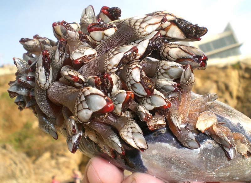 Goose Barnacle моллюск