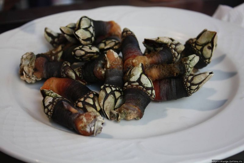 Морские уточки (Gooseneck Barnacles)