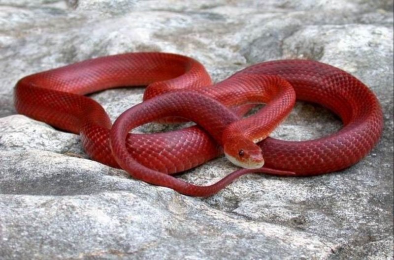 Красный полоз змея (66 фото)