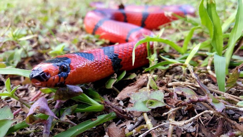 Lampropeltis polyzona