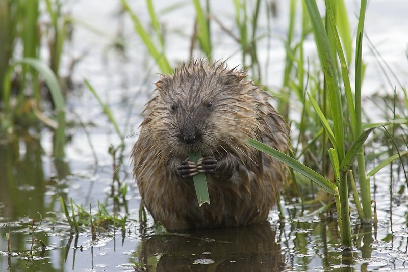 Водяная полевка Arvicola terrestris