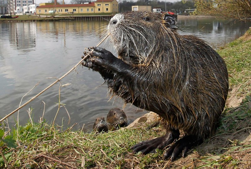 Водяная крыса нутрия