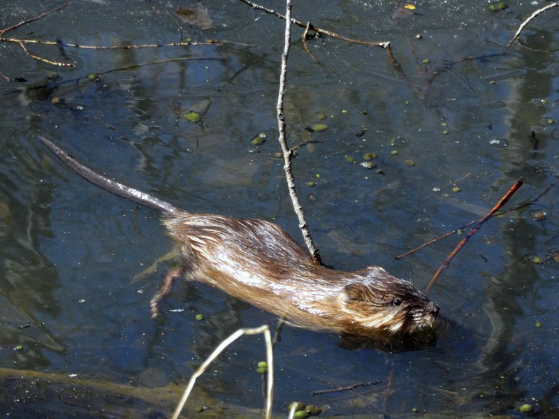 Водяная крыса ондатра