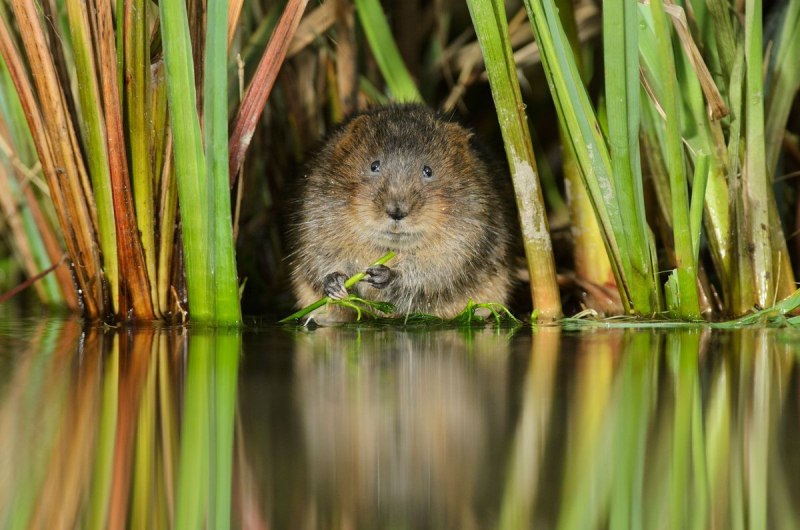 Водяная полевка Arvicola terrestris