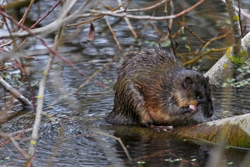 Orkney vole