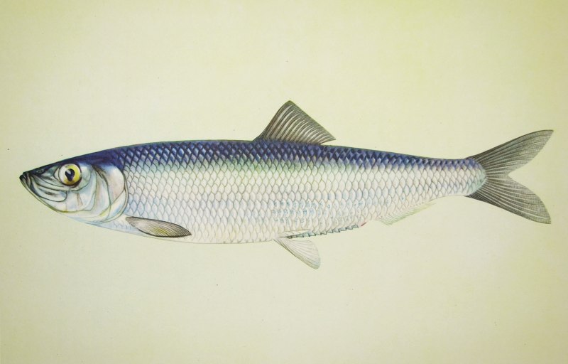 Сельдь Clupea pallasii