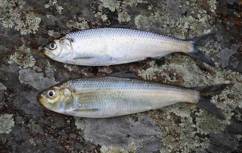 Clupea pallasii Тихоокеанская сельдь