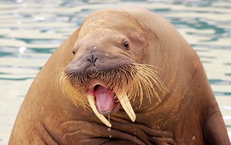 Walrus морж