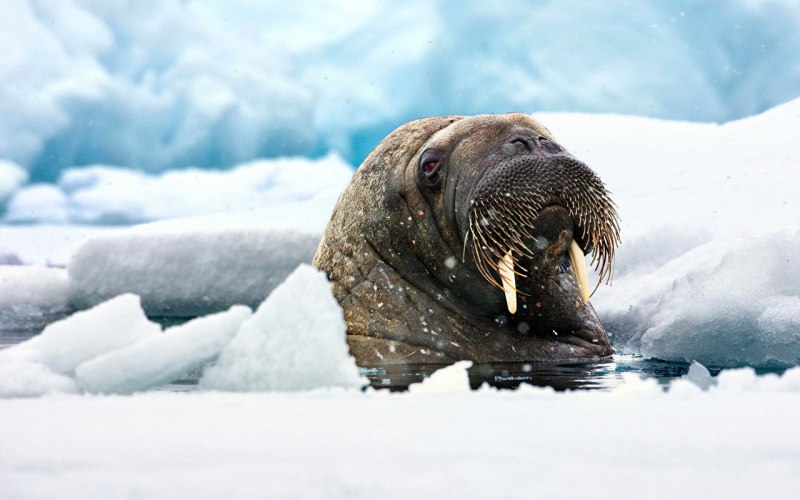 Обыкновенный тюлень Harbour Seal