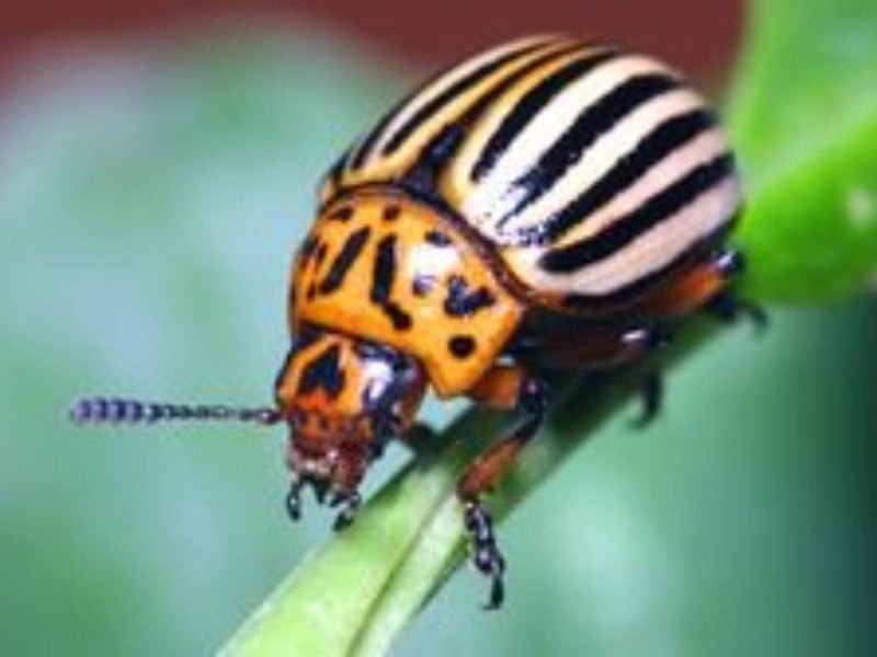 Семиточечная коровка личинка