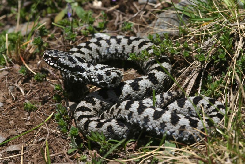 Гадюка Сахалинская ( Vipera sachalinensis )