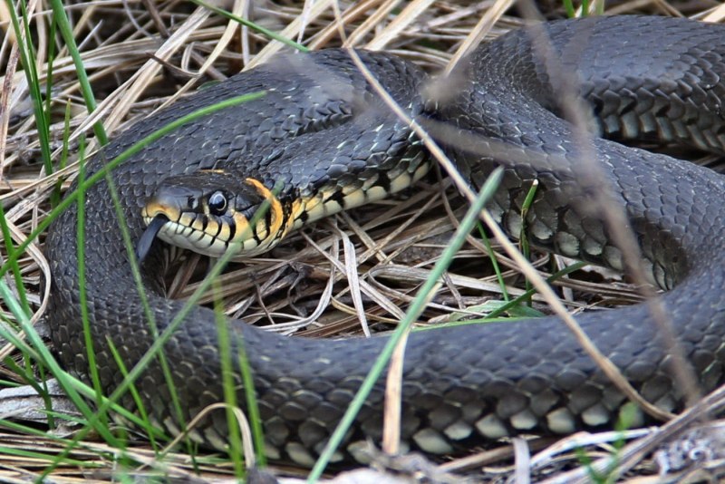 Обыкновенная гадюка (Vipera berus)