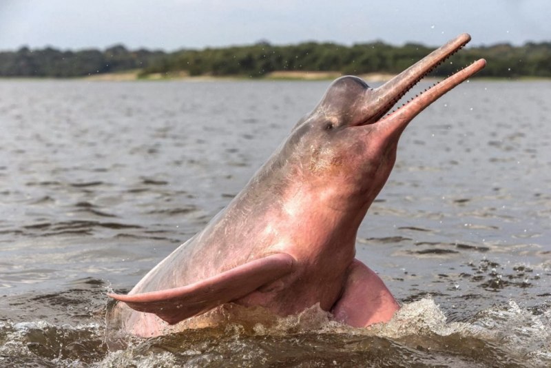 Дельфин боуто (64 фото)