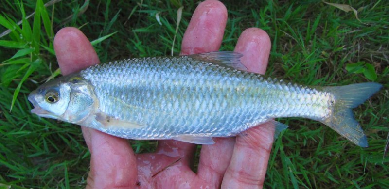 Красноперка Scardinius erythrophthalmus