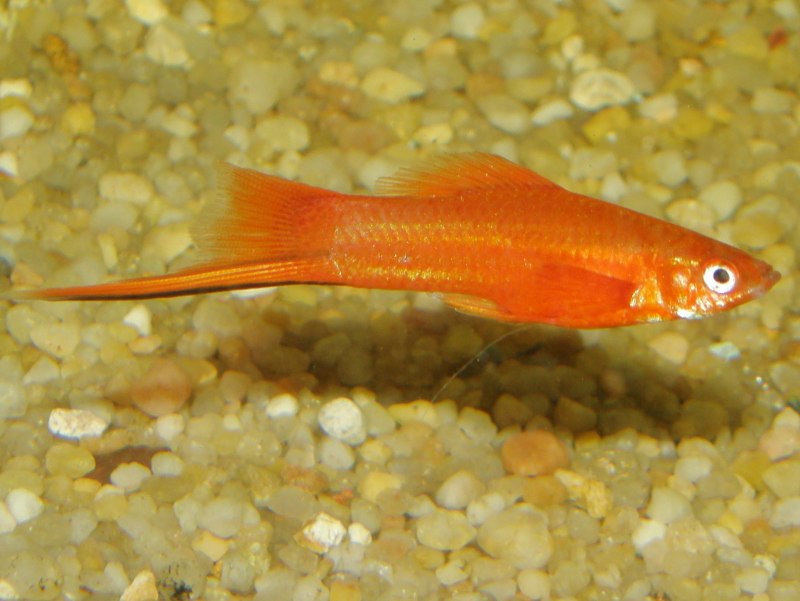 Swordtail Fish