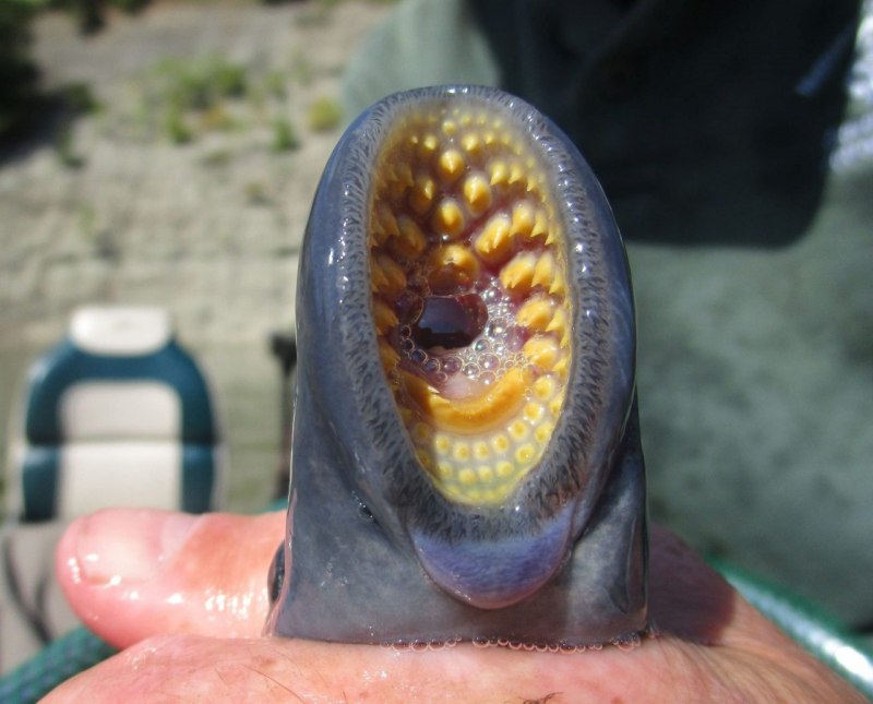 Морская минога (Petromyzon Marinus)