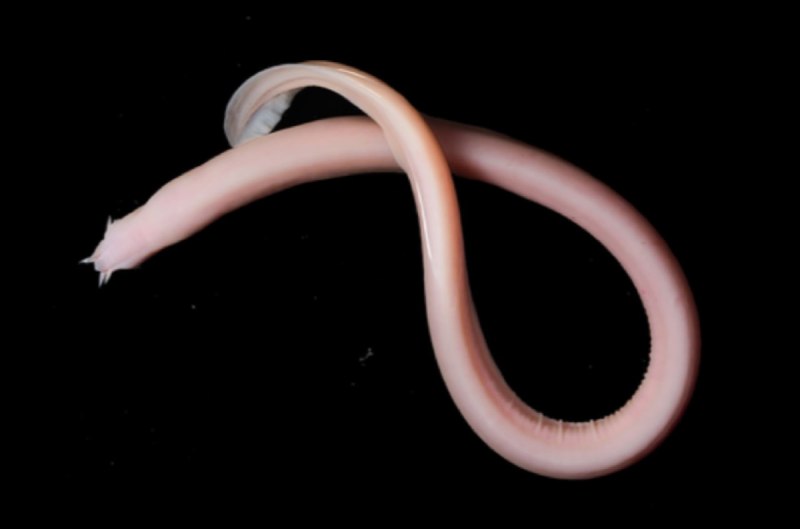 Морская минога (Petromyzon Marinus)