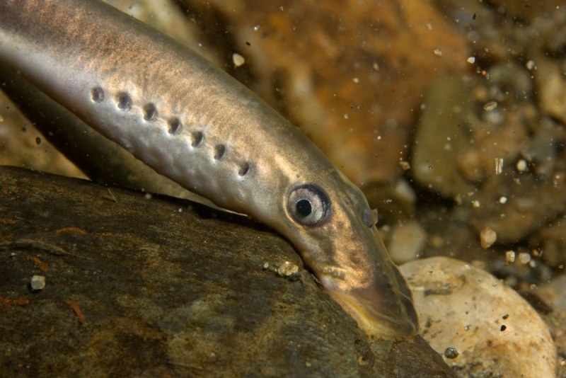 Морская минога (Petromyzon Marinus)