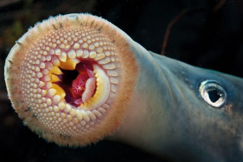 Пиявкоротые миксины Eptatretus, Bdellostoma