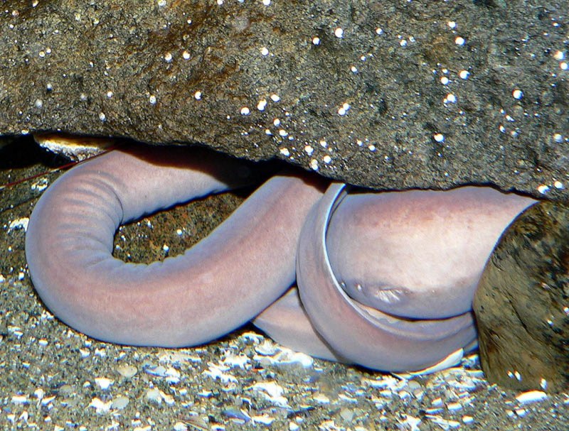 Миксиновые морские животные