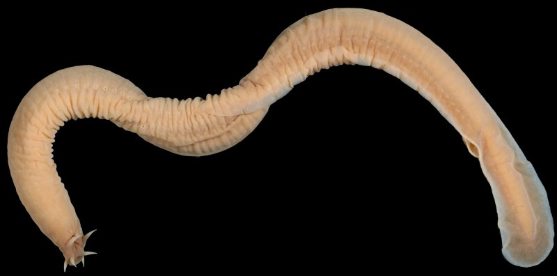 Морская минога (Petromyzon Marinus)