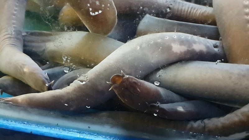 Речная минога Lampetra fluviatilis