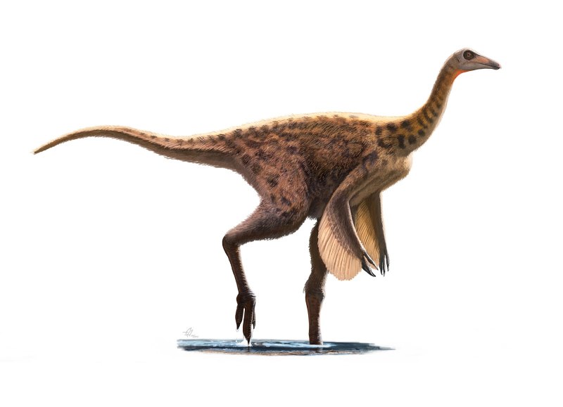 Suskityrannus HAZELAE