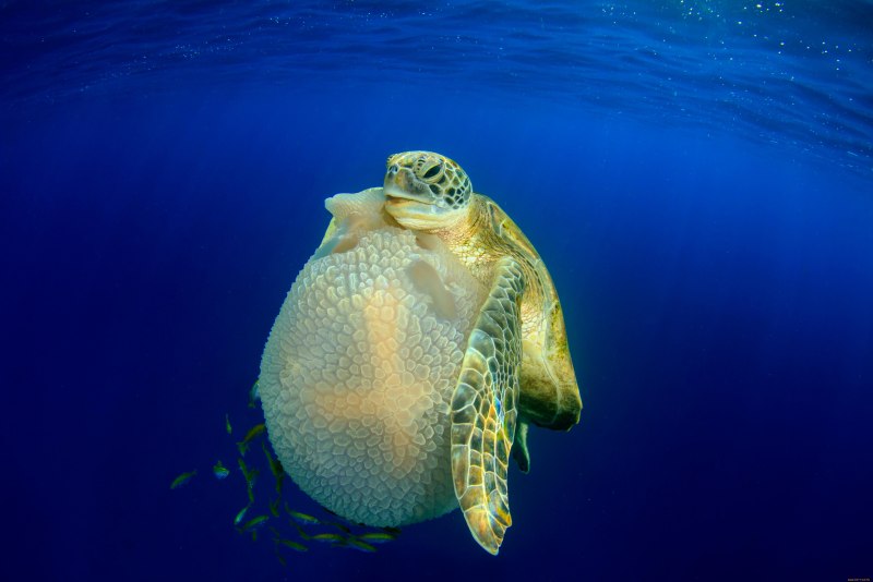 Подводная черепаха (62 фото)