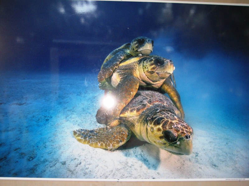 Marine Turtle