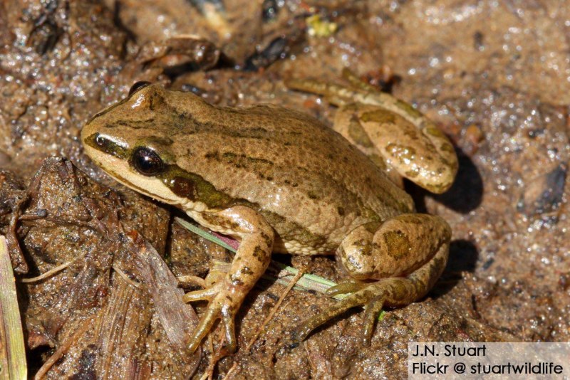 Anaxyrus americanus