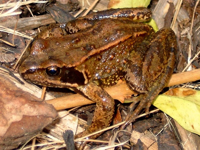 Обыкновенная жаба (Bufo Bufo)