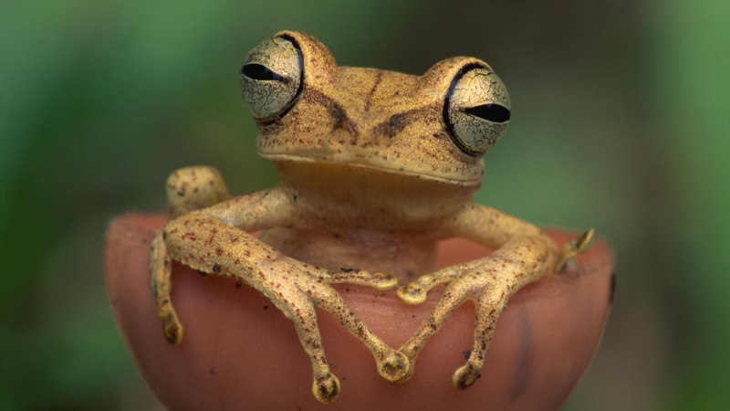 Квакши Ecnomiohyla rabborum