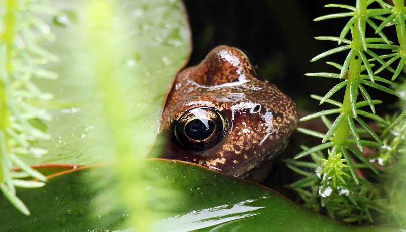 Тростниковая жаба (Bufo Marinus)