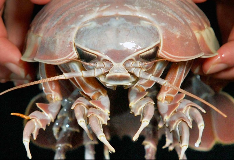 Морская мокрица паразит