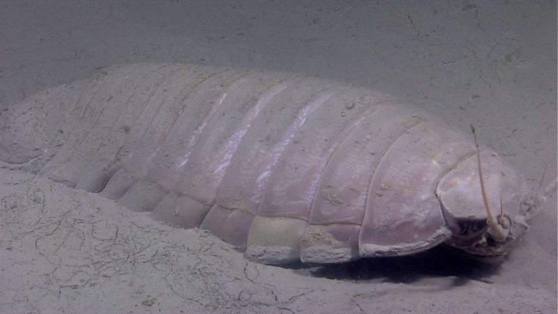 Мокрица Oniscus