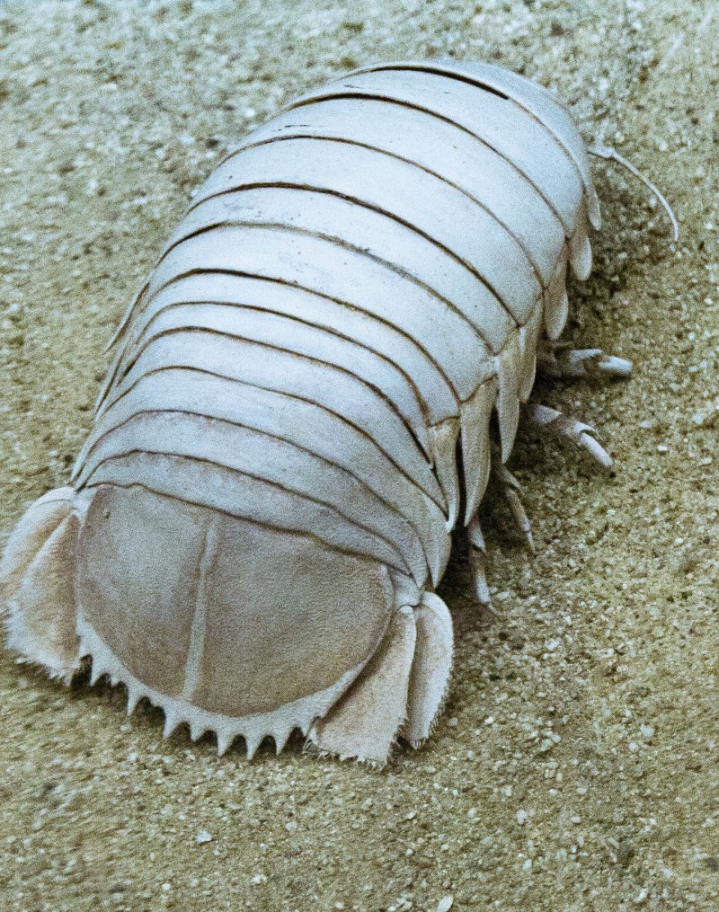Гигантские морские мокрицы