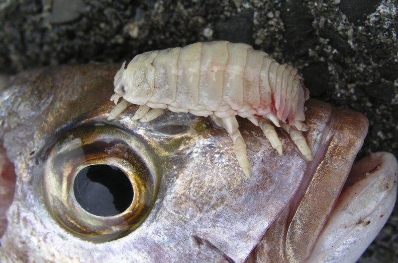 Мокрицы Porcellio scaber