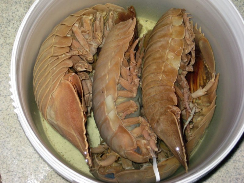 Oniscus Asellus