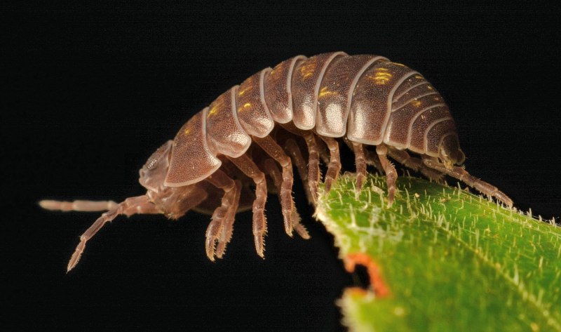 Мокрица-паразит Cymothoa exigua