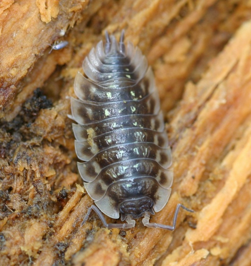 Мокрица-паразит Cymothoa exigua