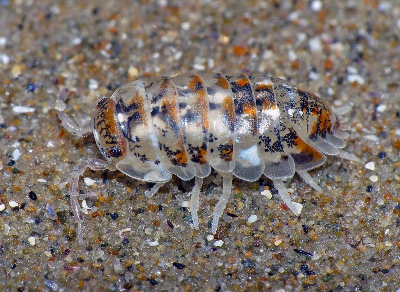 Trachelipus rathkii