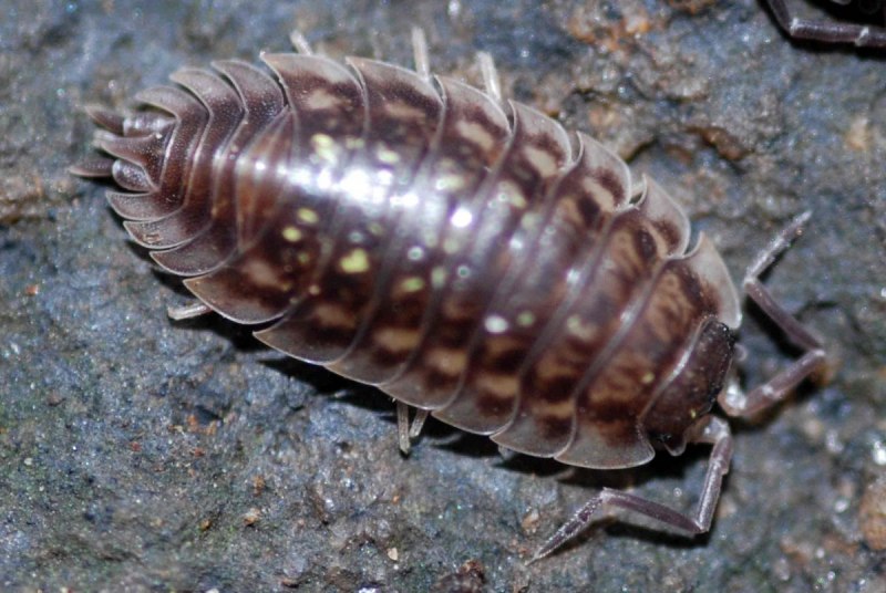 Обыкновенная мокрица-Porcellio scaber