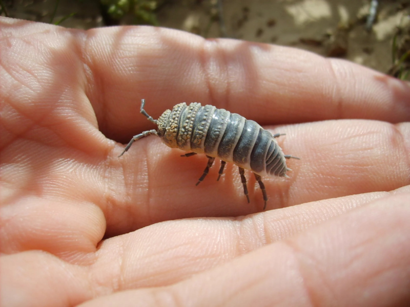 Водяные ослики Asellus aquaticus