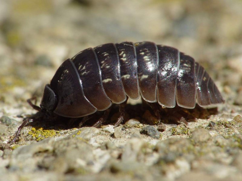 Мокрица Trachelipus rathkii