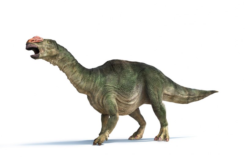 Magyarosaurus размер