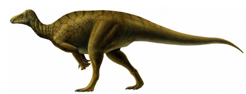 Leaellynasaura amicagraphica