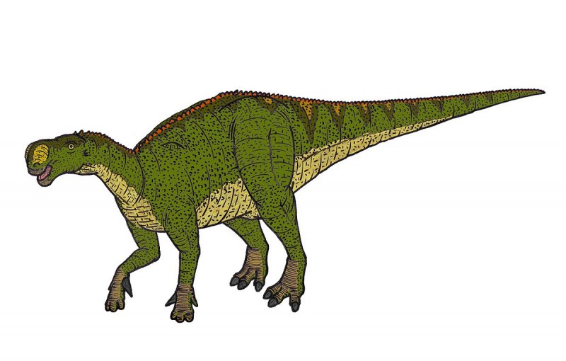 Altirhinus kurzanovi