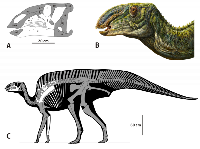 Ouranosaurus nigeriensis