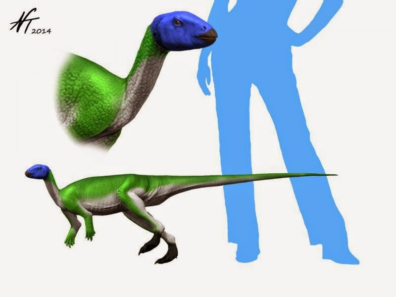 Valdosaurus canaliculatus