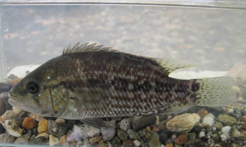 Наннакара аномала (Nannacara anomala)